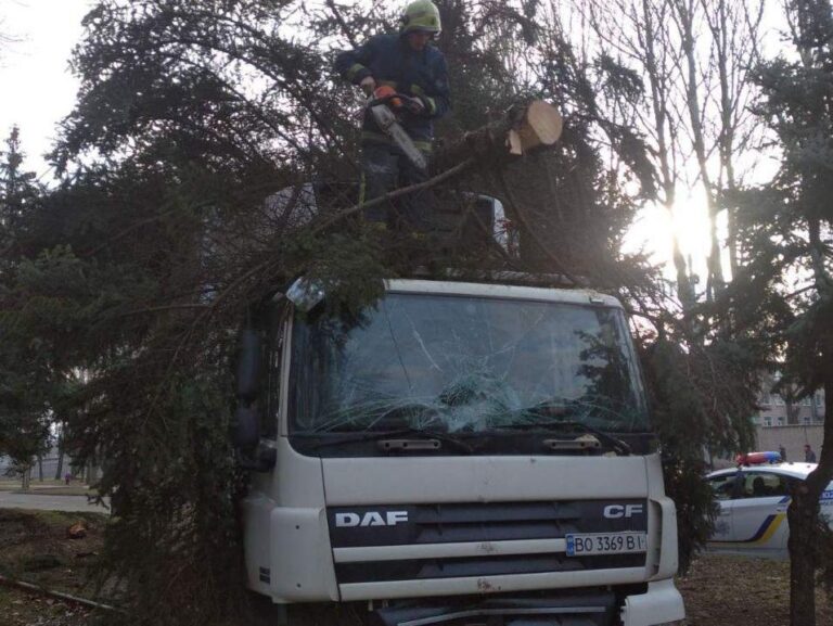 В Запорожье водитель снес дерево: пострадавшего госпитализировали, – ФОТО