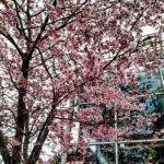 В Запорожском ботаническом саду цветут деревья сакуры