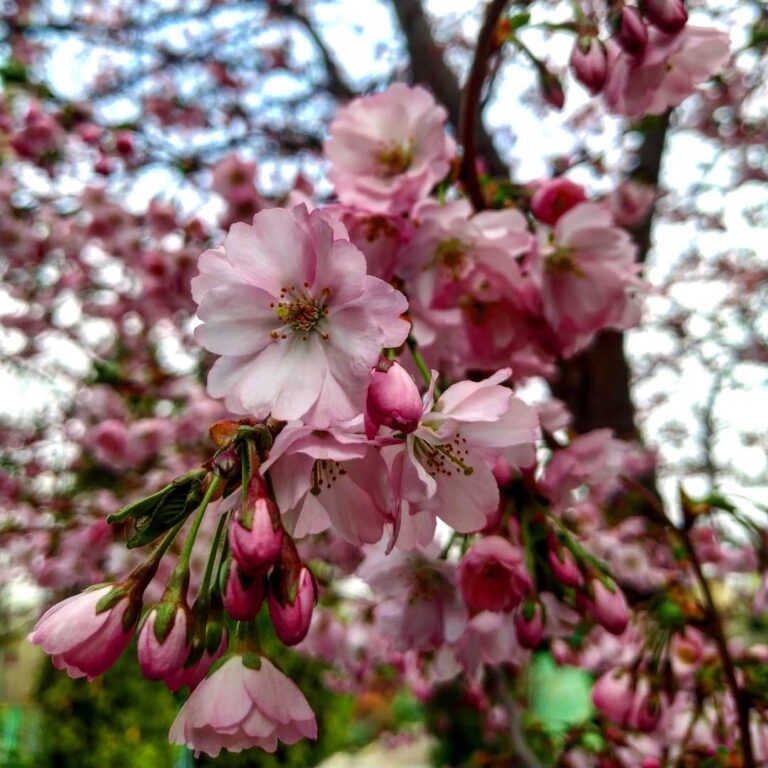 В Запорожском ботаническом саду цветет сакура, – ФОТО