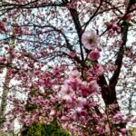 В Запорожском ботаническом саду цветут деревья сакуры