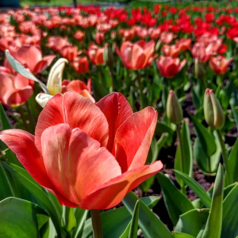 У запорізькому ботсаду оголосили про початок сезону цвітіння тюльпанів