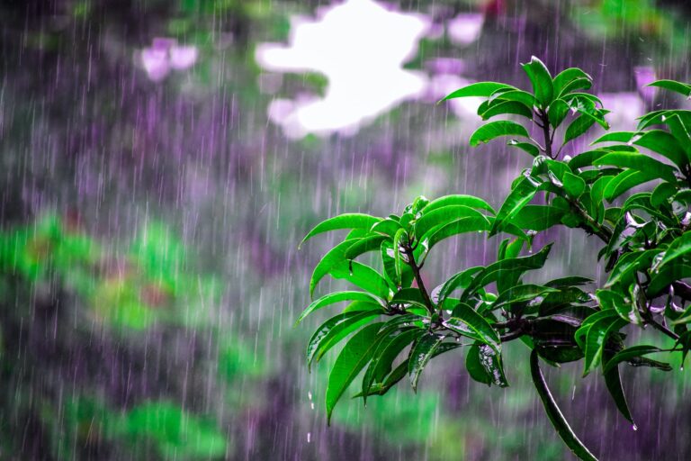 В Запорожье ожидается дождь с грозой: прогноз синоптиков