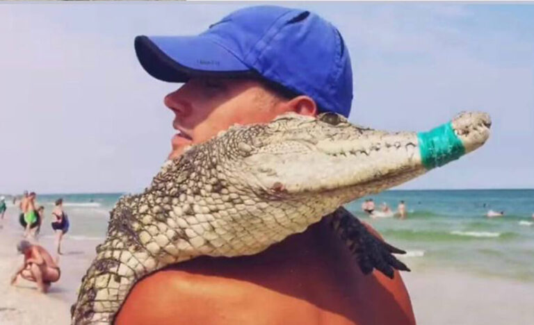 Мертвий крокодил у Кирилівці міг стати жертвою фотосесій, – зоозахисники