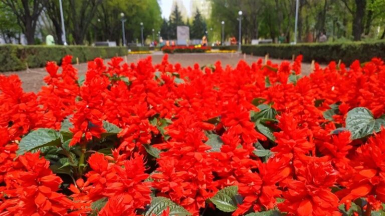 На найбільшій міській клумбі висадять близько 19 тисяч квітів