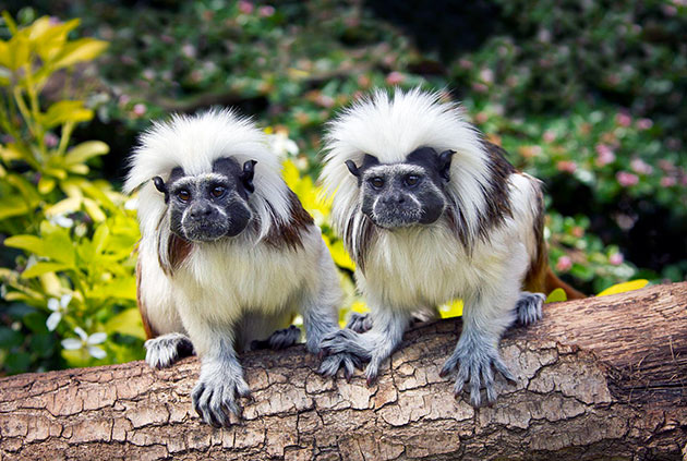 У бердянському зоопарку народилися мавпи рідкісної породи