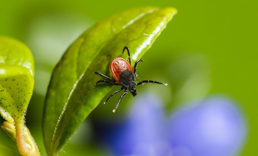 Укусил клещ: как оказать человеку первую помощь и что делать с насекомым