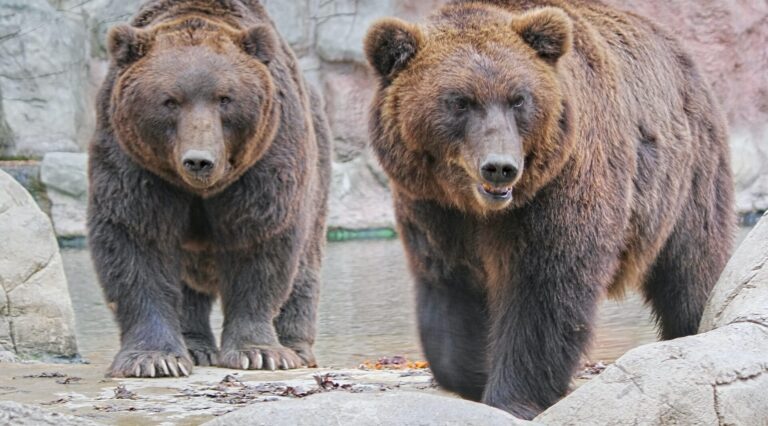 Медведи с Укрзалізниця в Запорожье “переедут” жить в Нидерланды