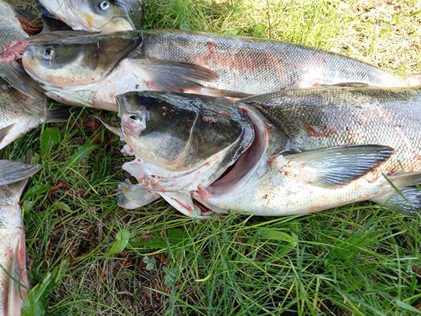 Гибель рыбы возле ДнепроГЭС: в Укргидроэнерго назвали версии катастрофы