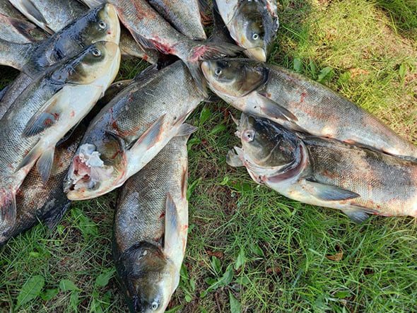 Гибель рыбы на Днепре: запорожцев предупредили об опасности