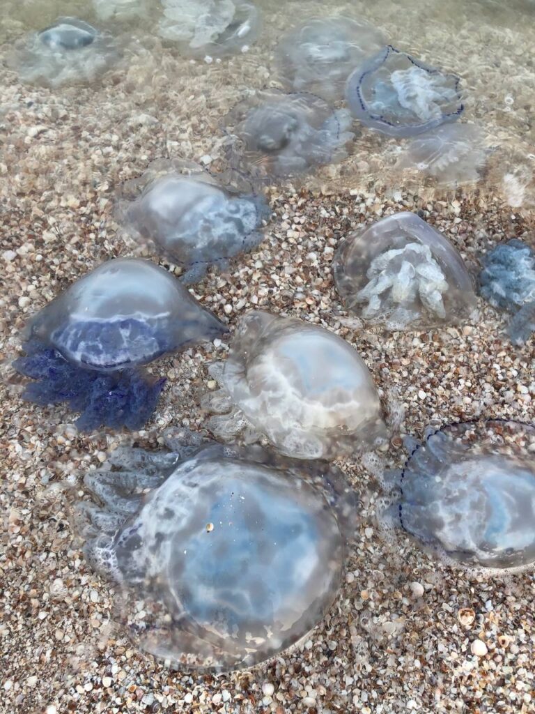 На Федотовой косе нашествие медуз (ФОТО)
