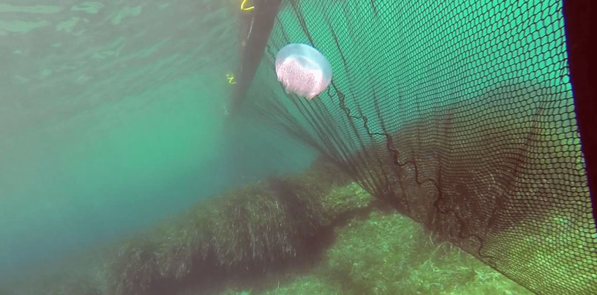 Медузы в Азовском море будут отлавливать сетками