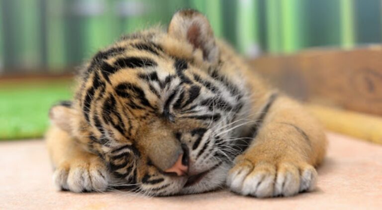 Тигрята родились в мелитопольском зоопарке “Страус-Юг” (ВИДЕО)