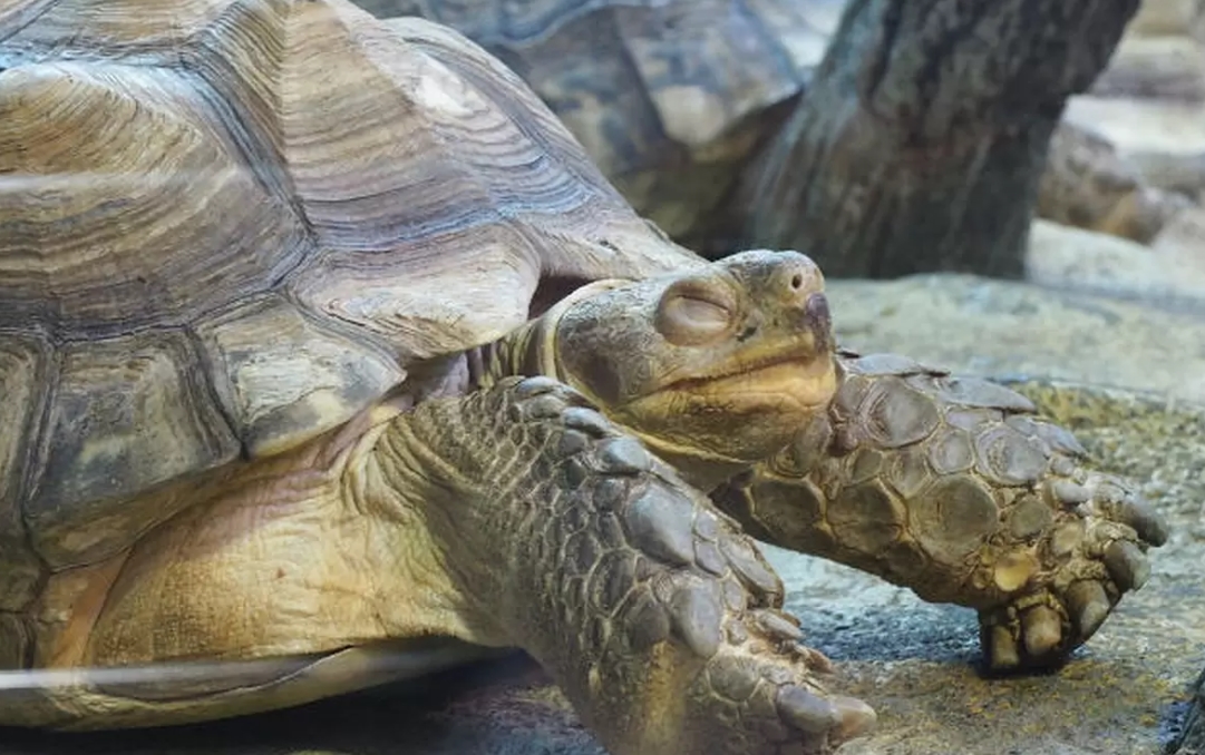 Африканская черепаха – новый житель зоопарка “Сафари” в Бердянске (ВИДЕО)
