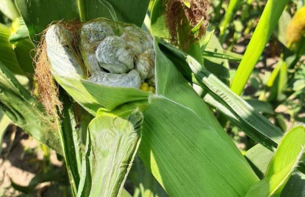 Посевы кукурузы в Запорожской области уничтожил грибок