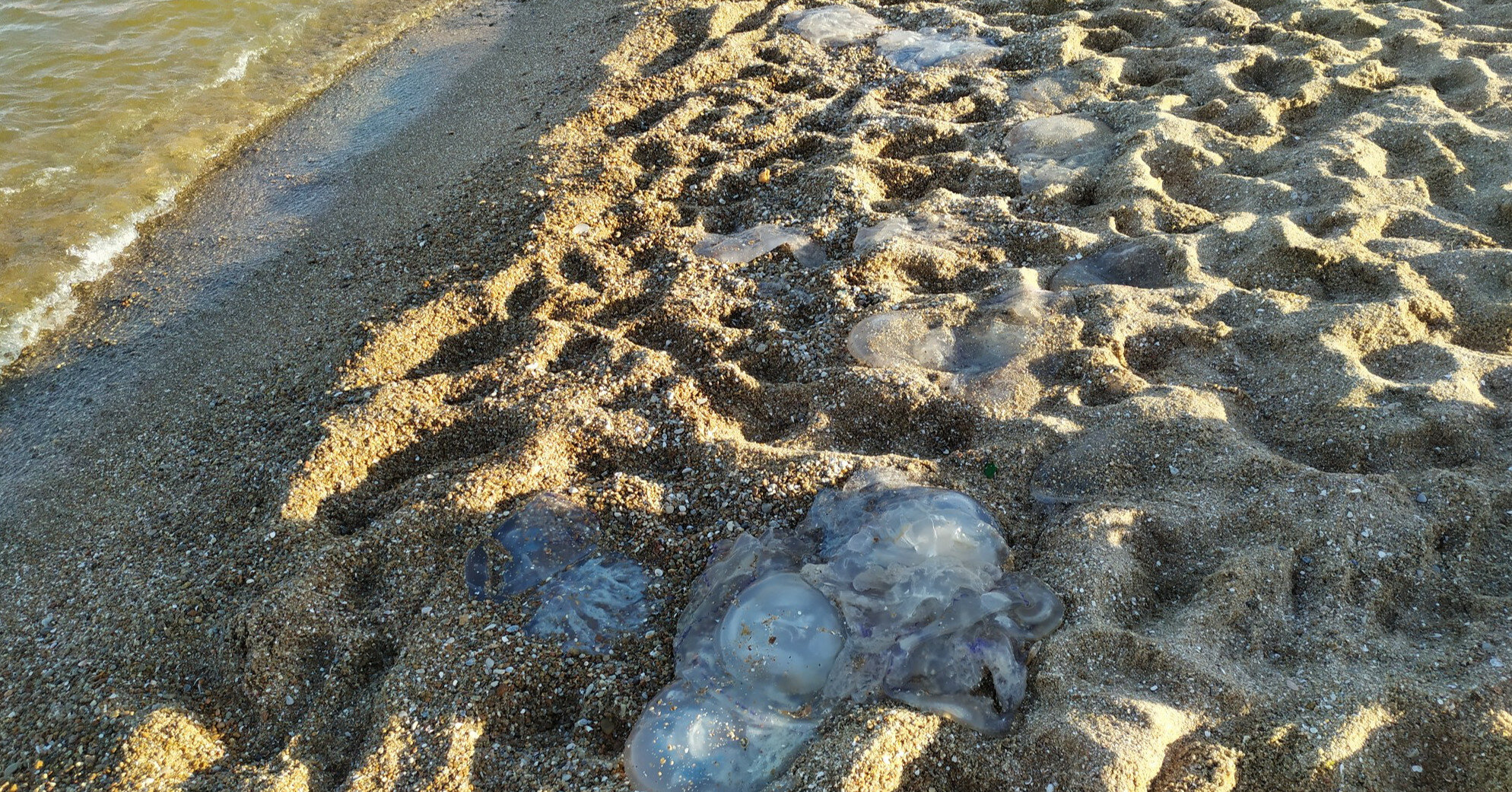 Медузы в Кирилловке: на Азовском море устанавливают сетки (ВИДЕО)
