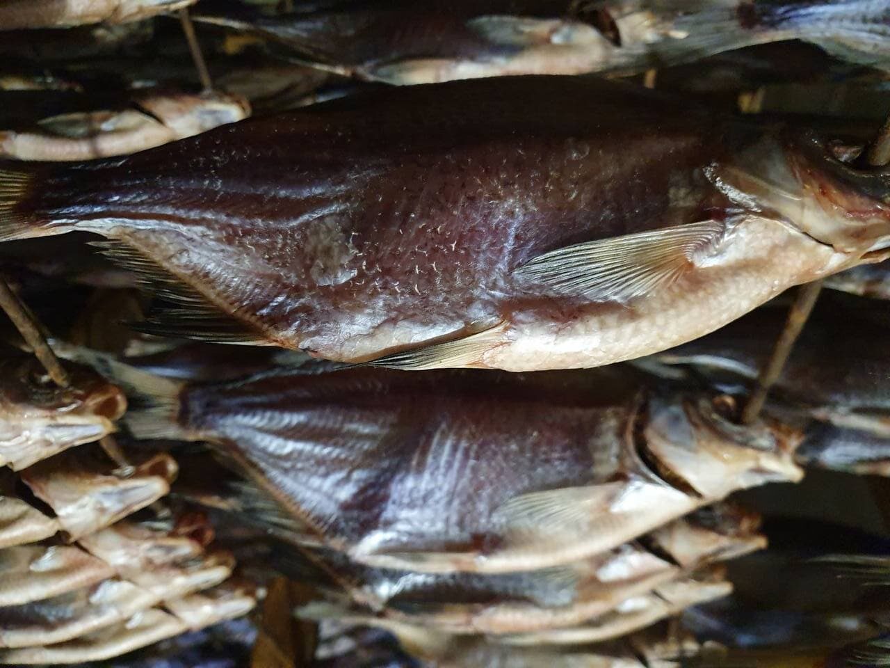 Смертельное отравление рыбой в Запорожье: результаты расследования