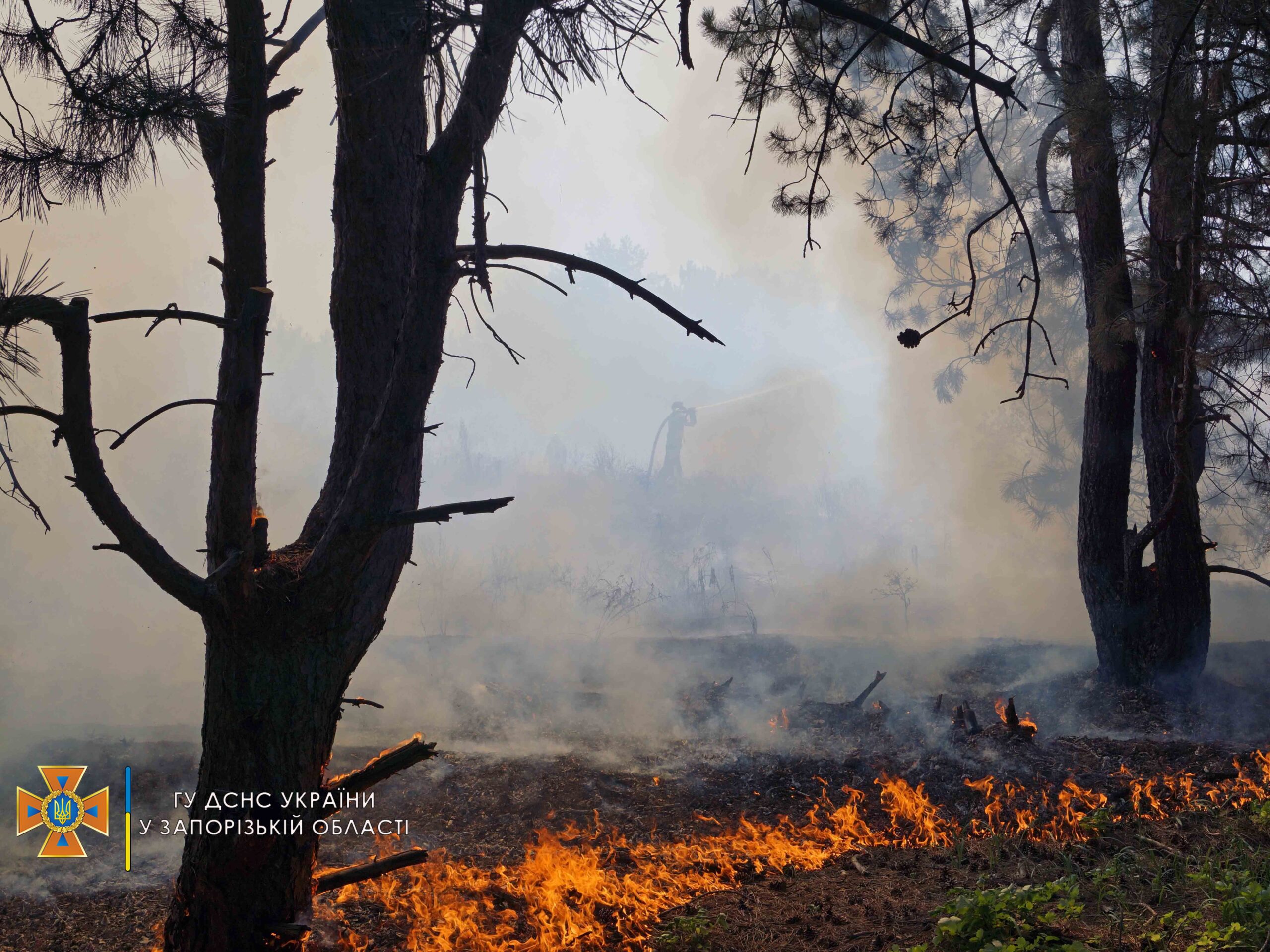 Пожар на Хортице: выгорело около гектара соснового леса