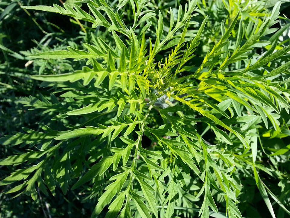 Аллергия на амброзию: в Запорожье не спешат уничтожать плантации сорняка (ФОТО)