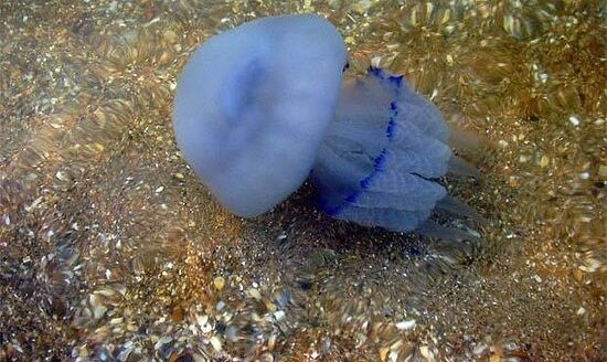Что делать, если ужалила медуза: советы от МОЗ