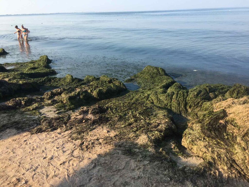 Побережье Азовского моря в Бердянске заполонили водоросли (ФОТО)