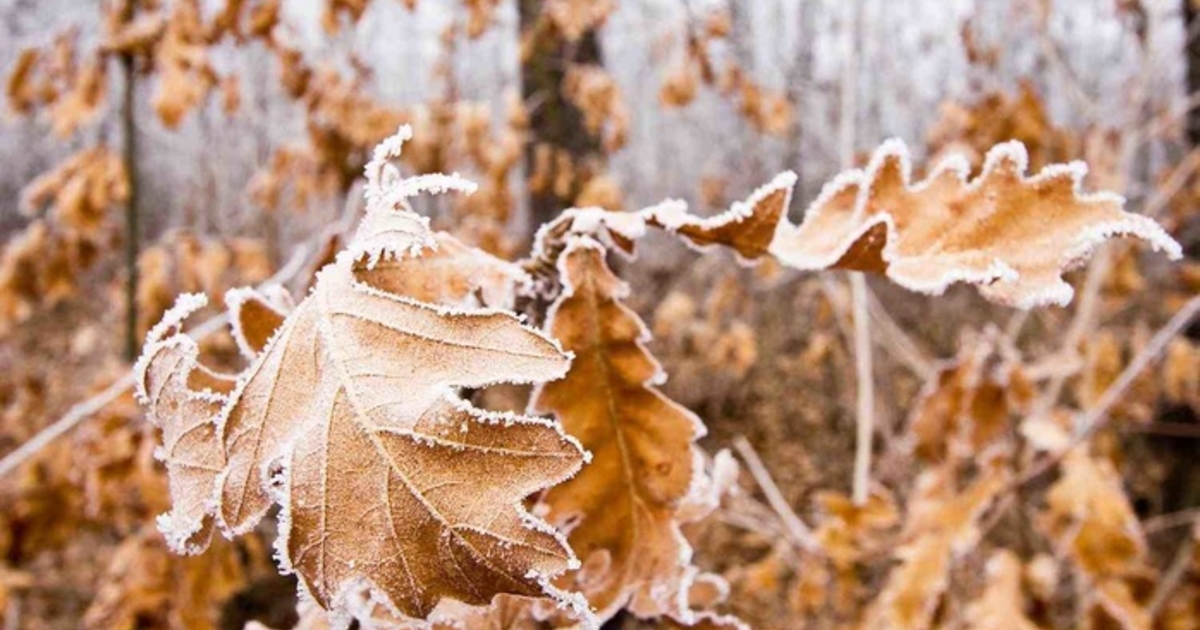 Ночные заморозки: погода в Запорожье 18 ноября