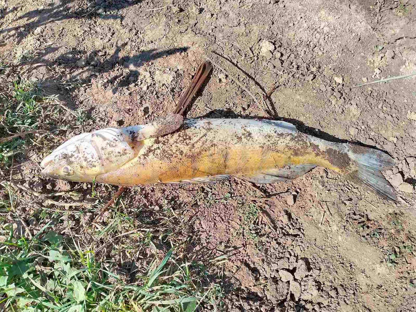Мор речной рыбы: в Запорожской области обнаружили экологическую катастрофу