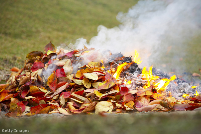 Сжигание листьев в Запорожье: реакция общественности