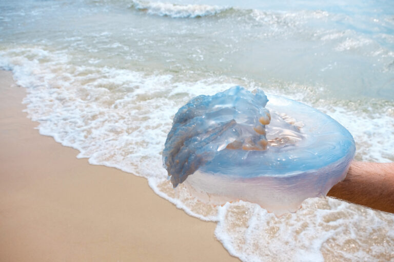 Медузы в Азовском море: какое решение придумали на базах отдыха