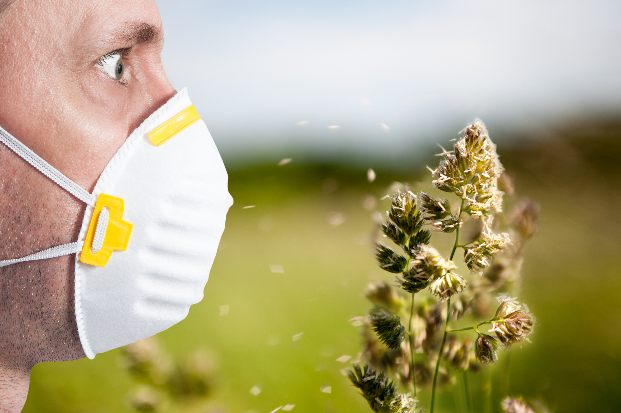 Аллергия на амброзию: как запорожцам защитить свой организм