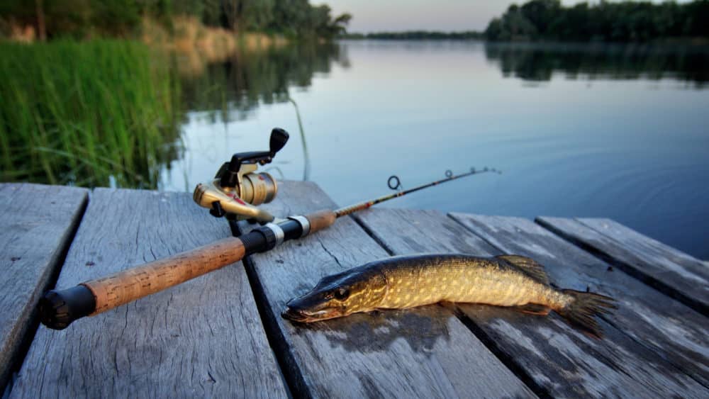 Осенняя рыбалка в Запорожье: где ловить, ограничения, штрафы