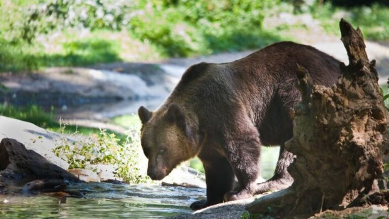 Запорожские медведи теперь будут жить в Нидерландах: подробности