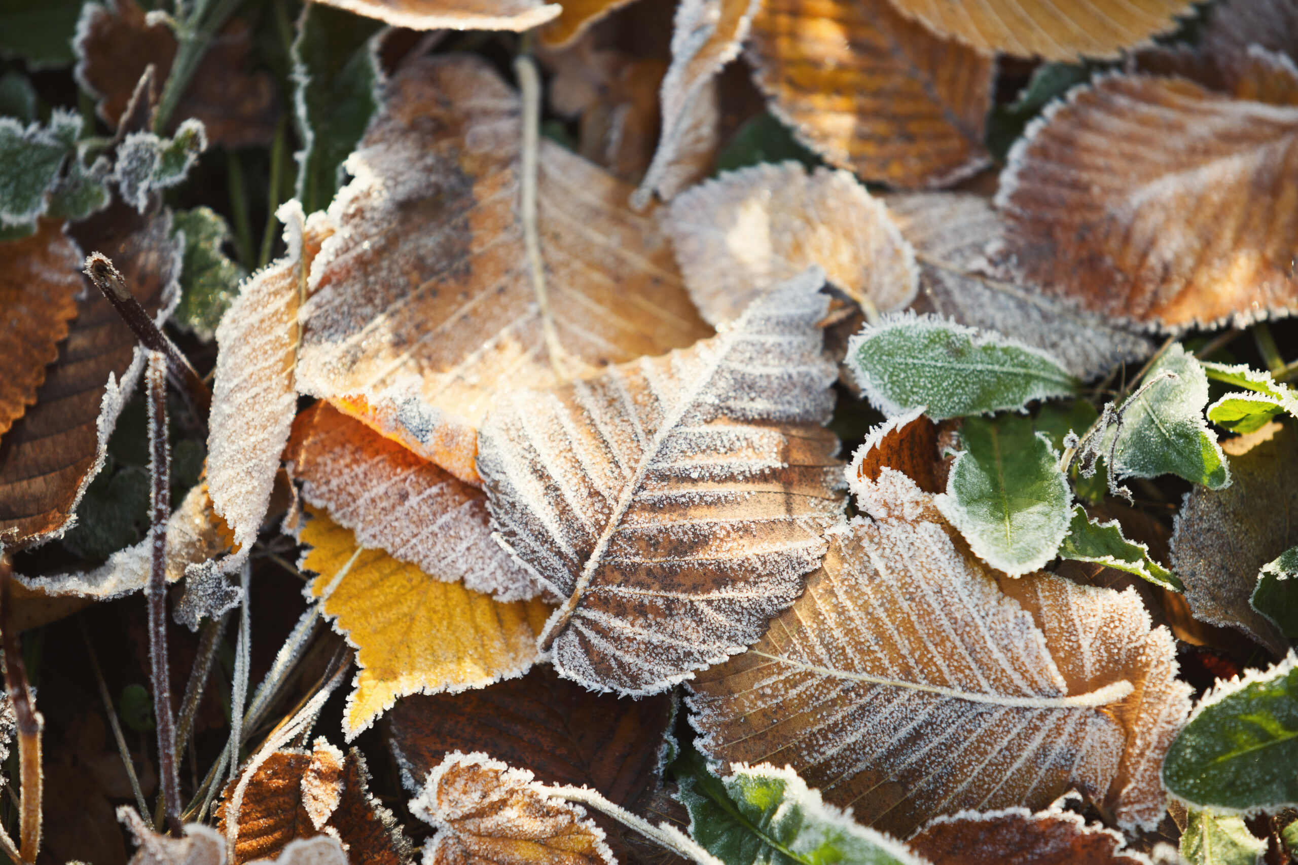15 ноября в Запорожье ожидается ясная погода и похолодание