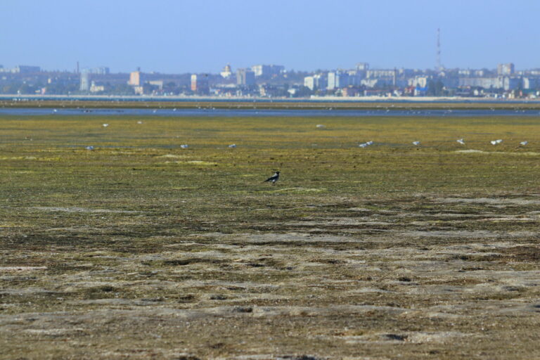 На Запорожском курорте в заливе море отошло от берега (ФОТО)