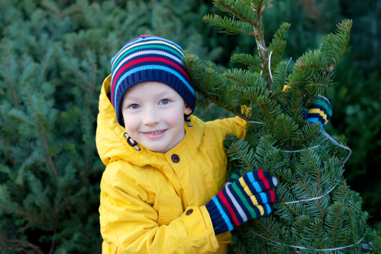 Где будут продавать новогодние елки в Запорожье: список адресов