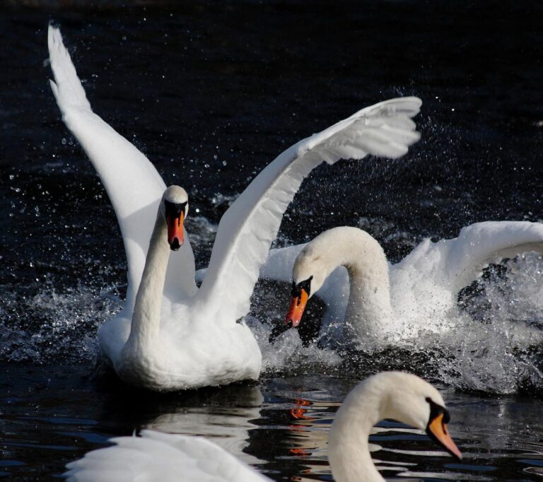 В Запорожье в парке “Дубовая роща” лебеди замерзли в водоеме (ФОТО)