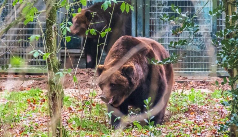 Запорожских медведей выпустили в зоопарке в Нидерландах после карантина