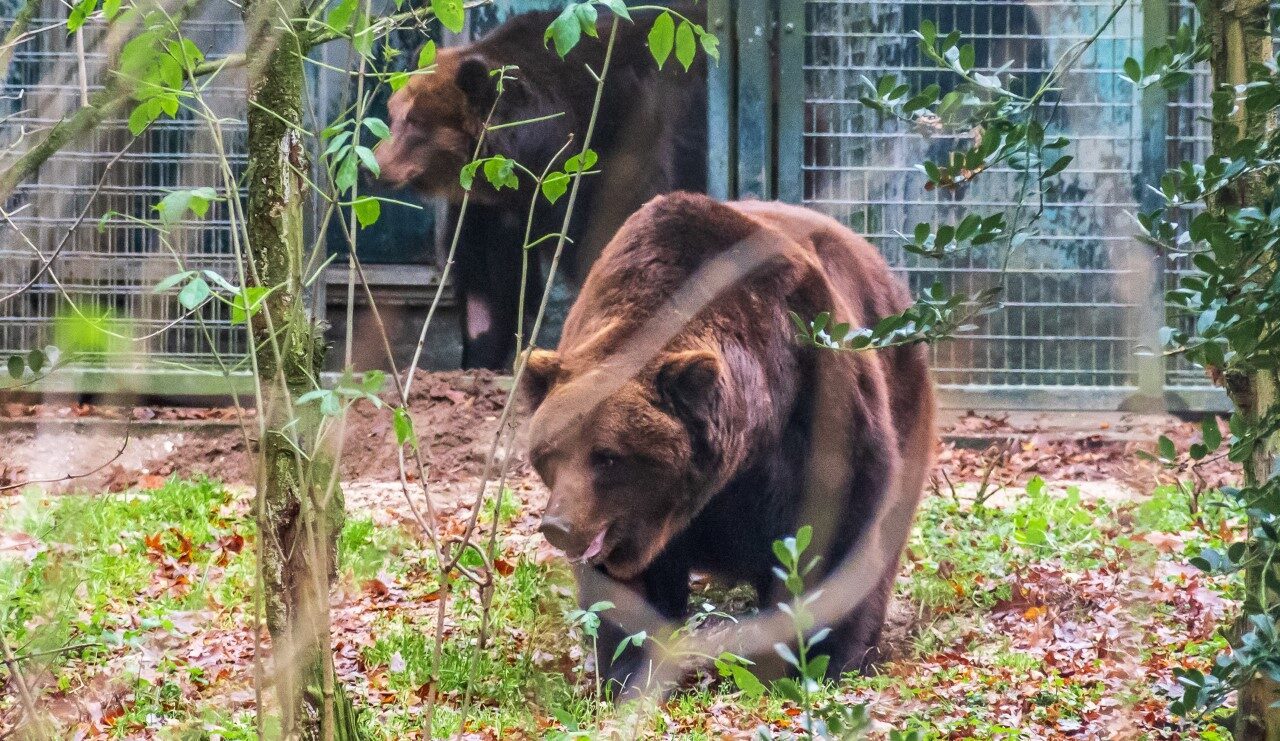 Запорожских медведей выпустили в зоопарке в Нидерландах после карантина