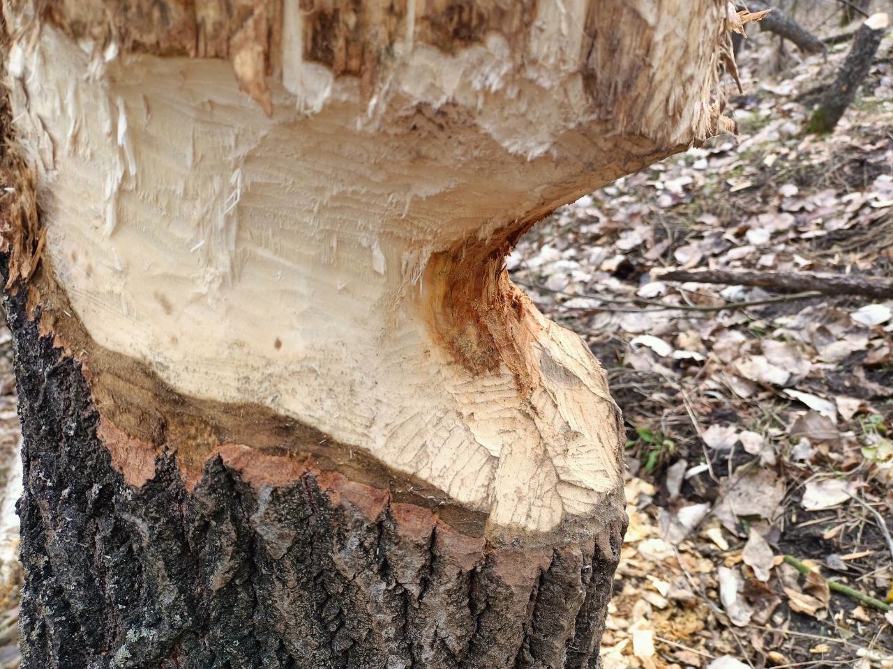 Бобры на Хортице погрызли деревья: за ними начнут наблюдать учёные (ФОТО)