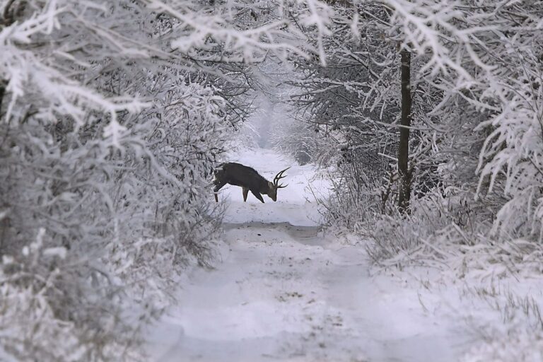 Запорожский фотограф заснял диких оленей на Хортице (ФОТО)