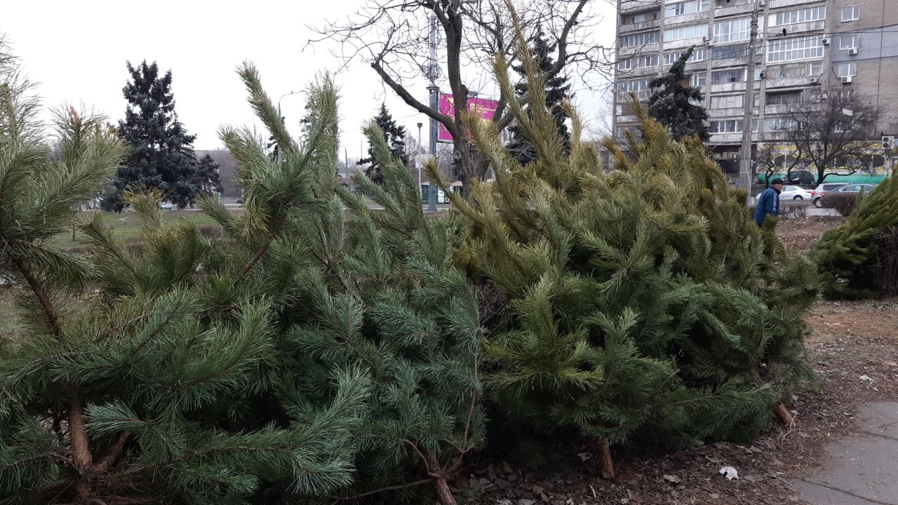 В Запорожье заработали елочные базары: какая стоимость новогодних деревьев