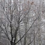 Морозы в Запорожье: синоптики прогнозируют минусовую температуру