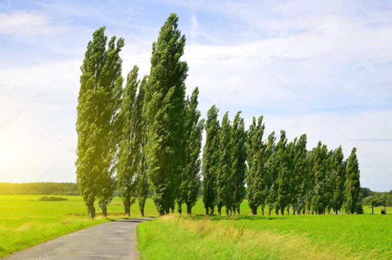 Более 20 тысяч деревьев планируют вырезать за четыре года  в Запорожье