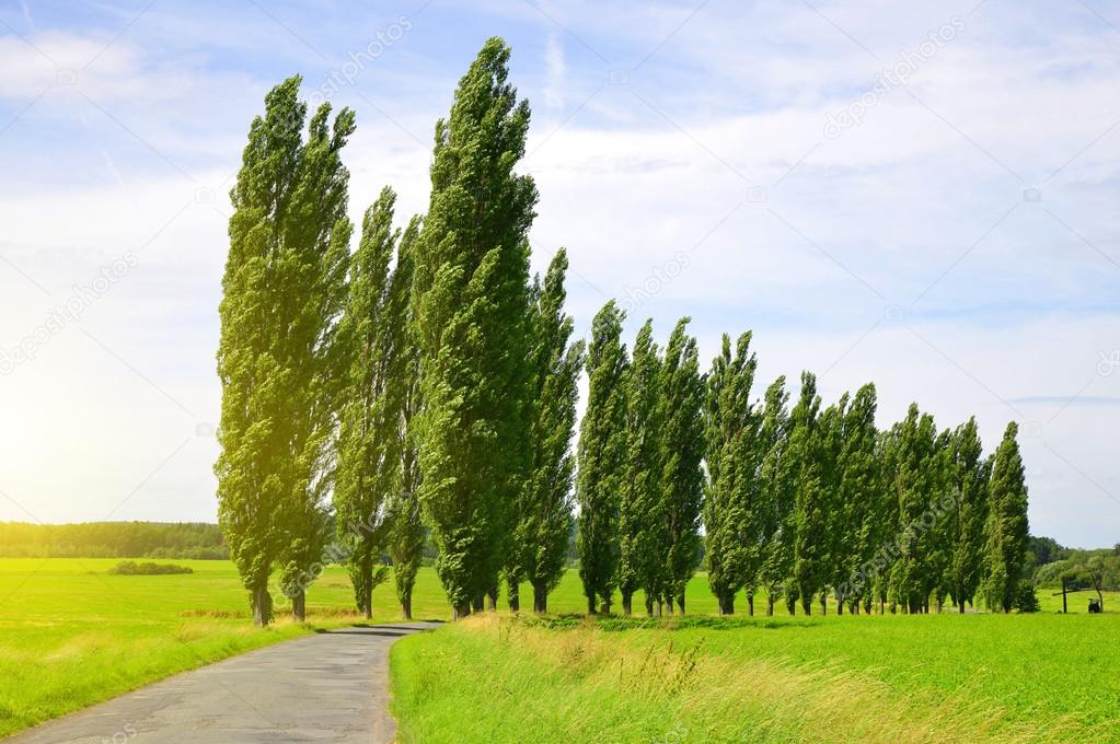 Более 20 тысяч деревьев планируют вырезать за четыре года  в Запорожье