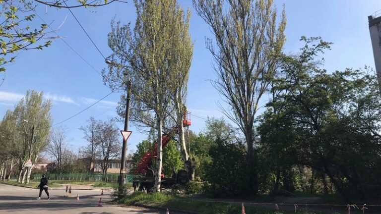 Тополи и аварийные деревья в Запорожье планируют вырезать