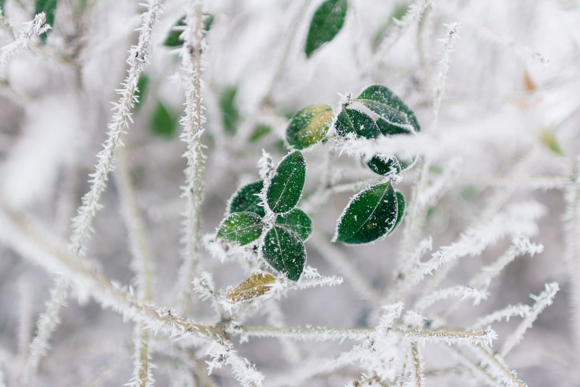 В Запорожье синоптики прогнозируют мороз 14 декабря