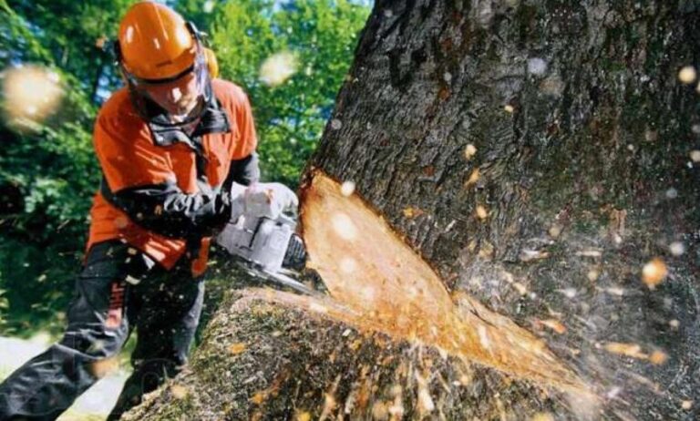 Незаконный сруб деревьев привел к смерти мужчины в Запорожье (ФОТО)