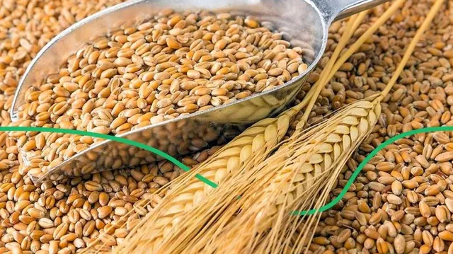 Оккупанты украли 61 тонну пшеницы в Запорожской области