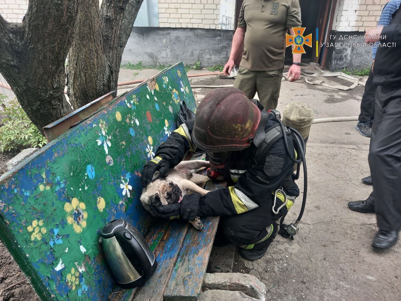 В Запорожской области спасатели вытащили мопса из горящего дома