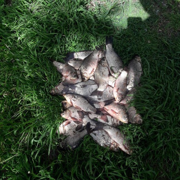 В Запорожье на речке Сухая Московка незаконно ловили рыбу: ущерб составляет почти 87 тысяч гривен