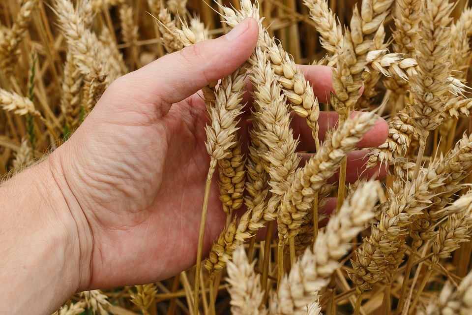 Аграрии в Запорожской области планируют собрать больше 250 тысяч тонн зерна